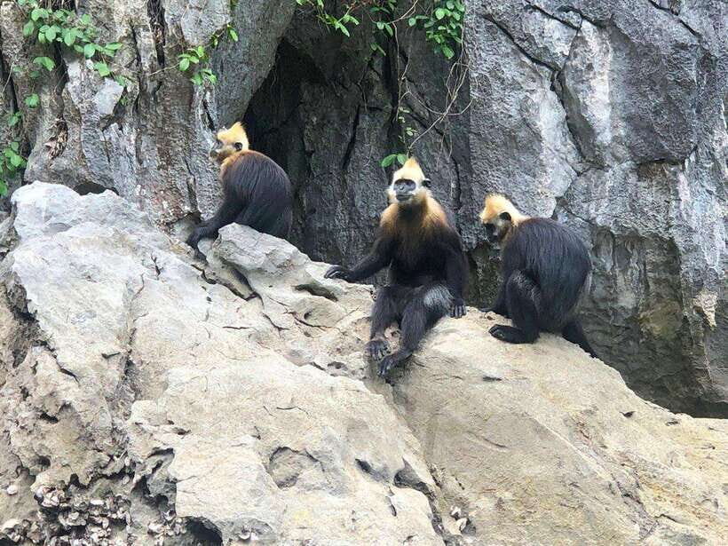 2 Days 1 Night Adventure: Cat Ba National Park, Lan Ha Bay - Night Kayaking for Bioluminescent Plankton: Cool Science, Real-World Variables