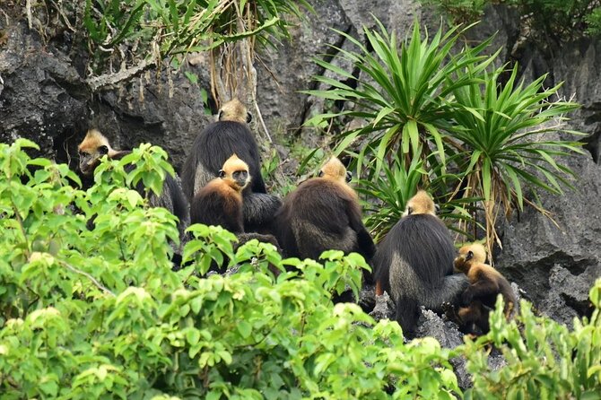 BEST UNIQUE 3-Day Halong Bay Cruise, Lan Ha & Cat Ba Island - Cabins, Boats, and Hotel Nights: What’s Promised and What to Watch
